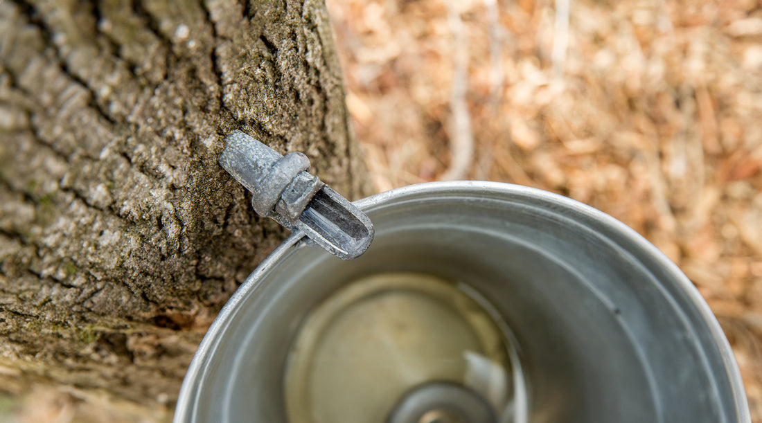 The Weird Way Tree Sap Could Save Your Life