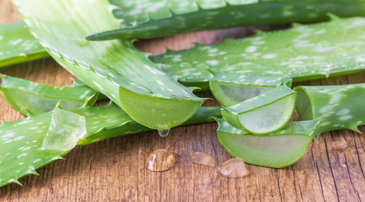 Aloe Vera’s Amazing Survival Uses