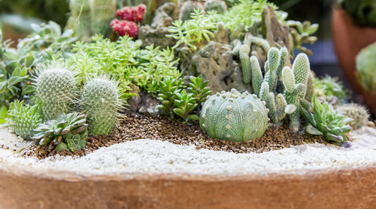 Tactical Landscaping: Prickly Plants that Defend Your Yard Against Intruders
