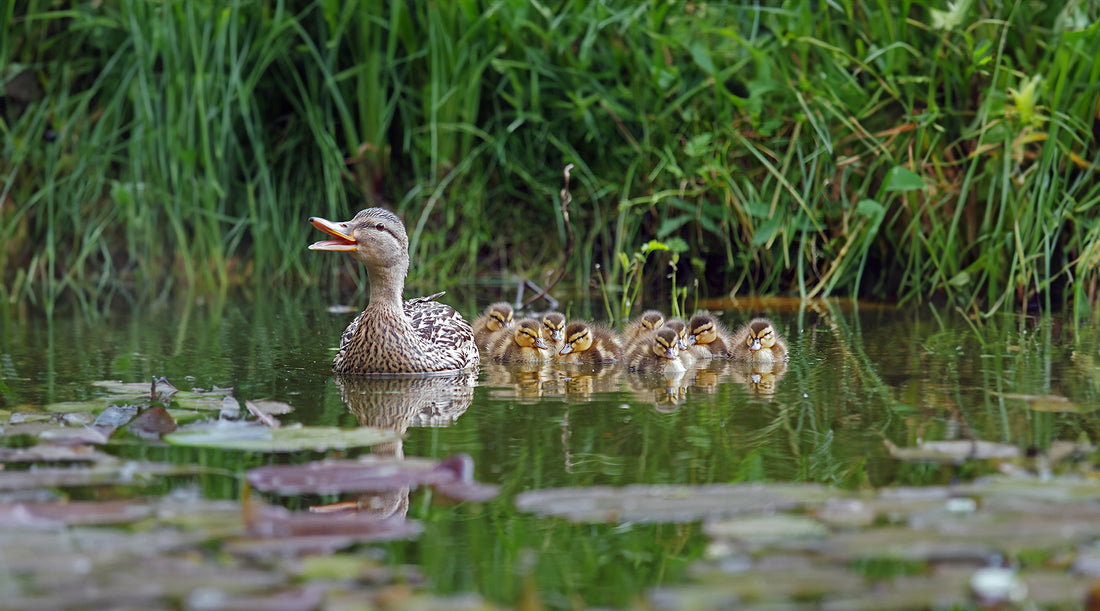 Why Preppers Should Raise Ducks for Survival