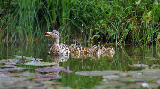 Why Preppers Should Raise Ducks for Survival