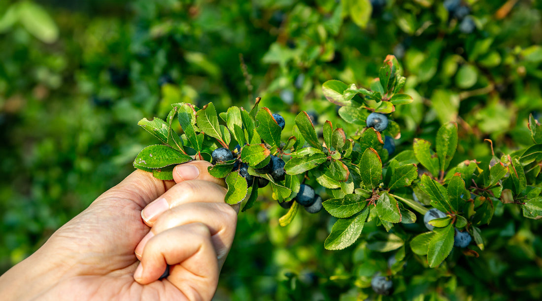 Foraging 101: Tips, Tools, and the Top 5 Plants to Find for Beginners