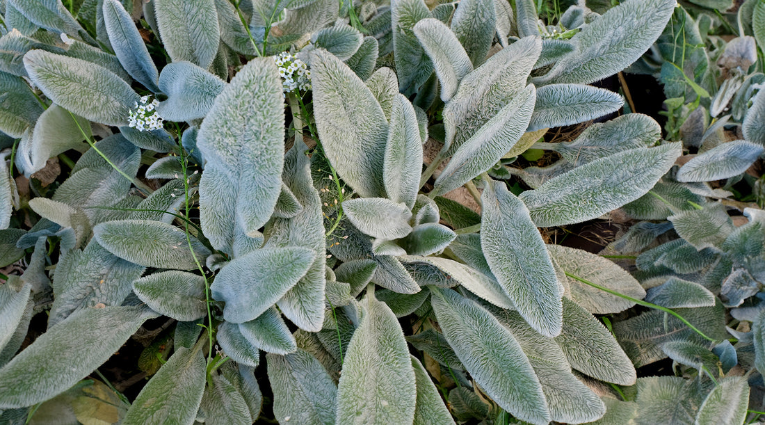 Why Lambs Ear Is An Amazing Survival Plant