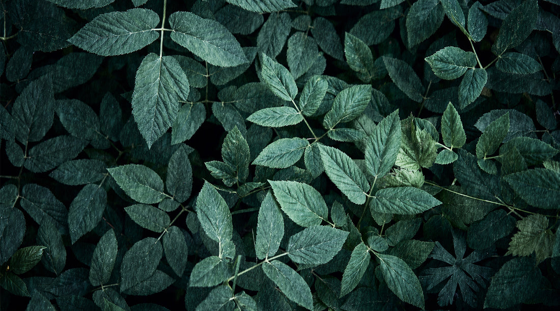 9 Unbelievable Ways to Use Leaves For Survival
