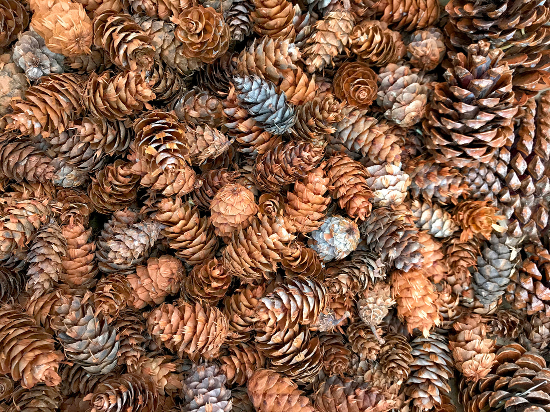 Survival Uses For Pine Cones