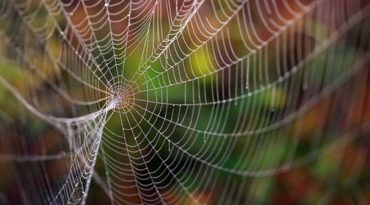 8 Natural Ways To Keep Spiders Away