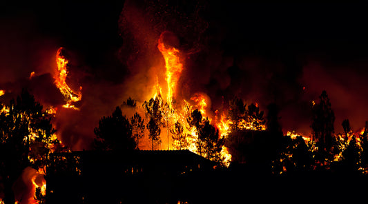 Wildfire Preparation and Survival: Protecting Yourself and Your Property